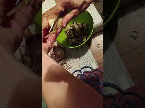 Топинамбур сортовой - Вся Беларусь - 240513 - Доска объявлений Kupika.by - превью видео