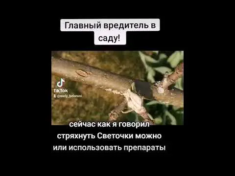 Обработка сада от болезней и вредителей. Защита растений. - Вся Беларусь - 265304 - Доска объявлений Kupika.by - превью видео