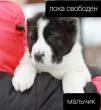 Бабкевич Елена Евгеньевна