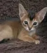 abyssinian