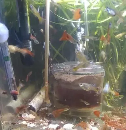 Аквариумные рыбки Гуппи