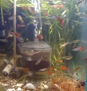 Аквариумные рыбки Гуппи