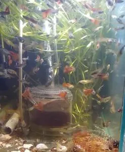 Аквариумные рыбки Гуппи