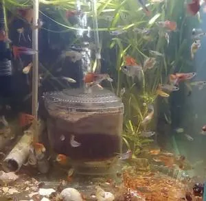 Аквариумные рыбки Гуппи