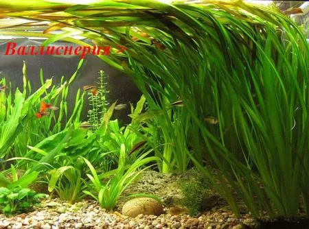 Аквариумные растения