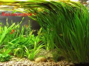 Аквариумные растения