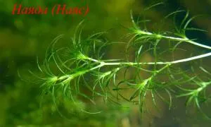 Аквариумные растения