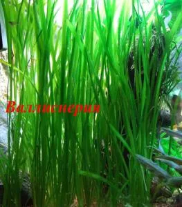 Аквариумные растения