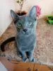 Котята Русская Голубая