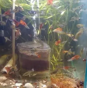 Аквариумные рыбки Гуппи