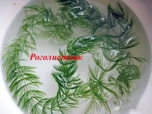 Аквариумные растения