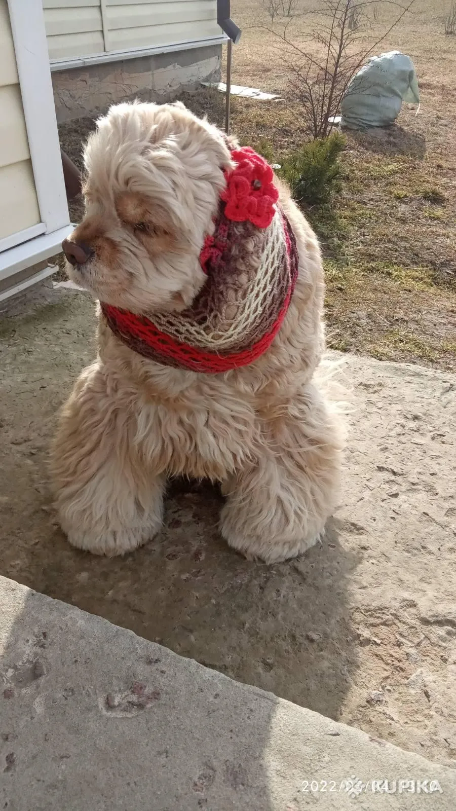 Снуд для спаниеля. Шапочка для собаки