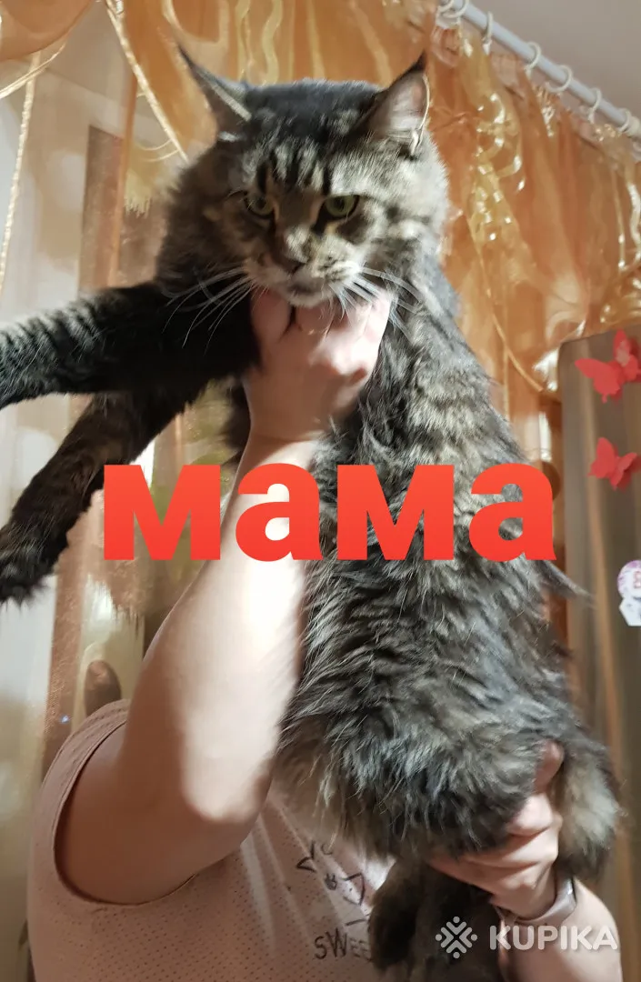 Котята мейн-куны