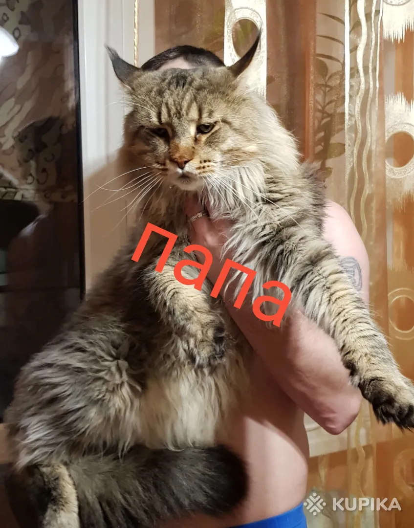 Котята мейн-куны
