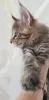Котята мейн-куны