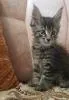 Котята мейн-куны