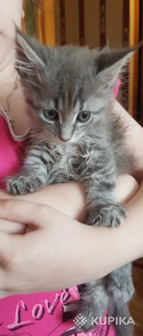 Котята мейн-куны
