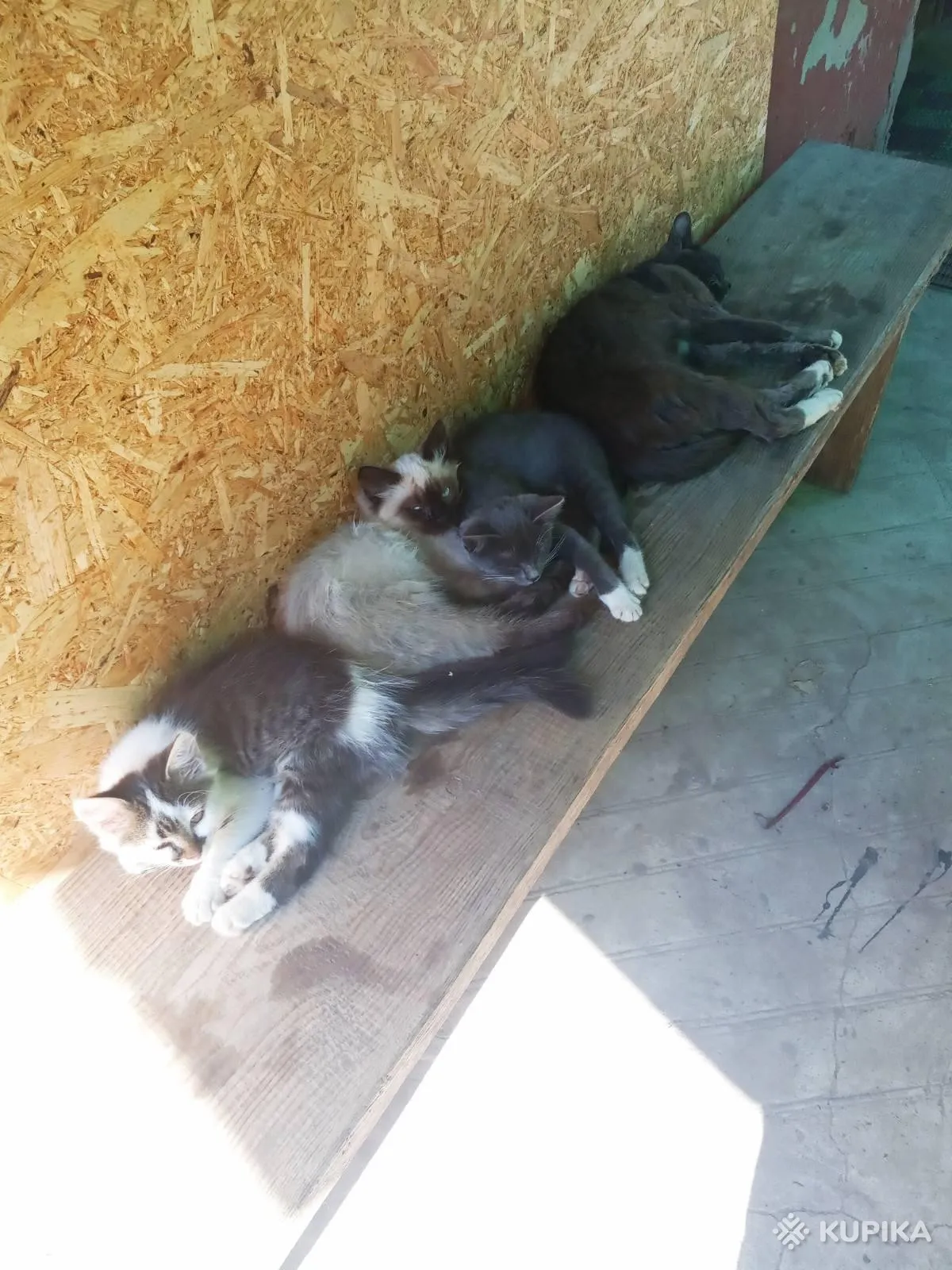Котята