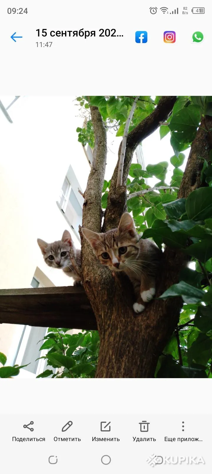 Котята