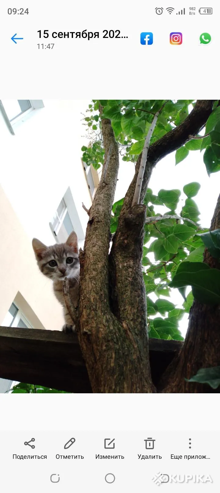Котята