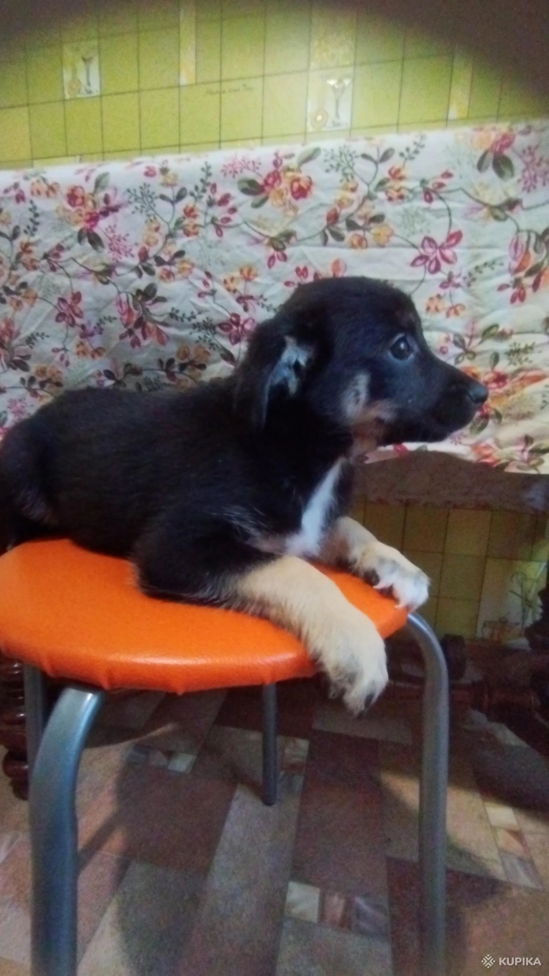 Щенок, девочка