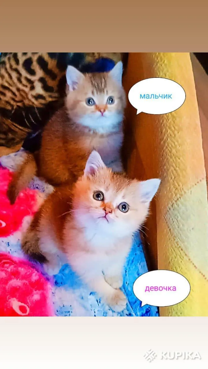 Шотландские котята