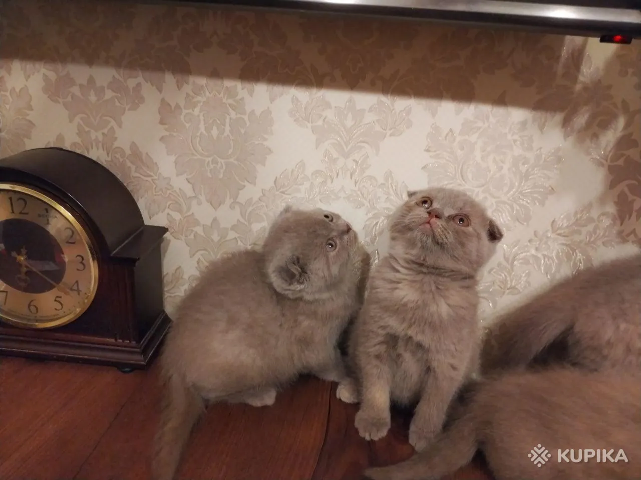 Шотландские вислоухие котята
