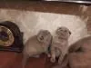 Шотландские вислоухие котята