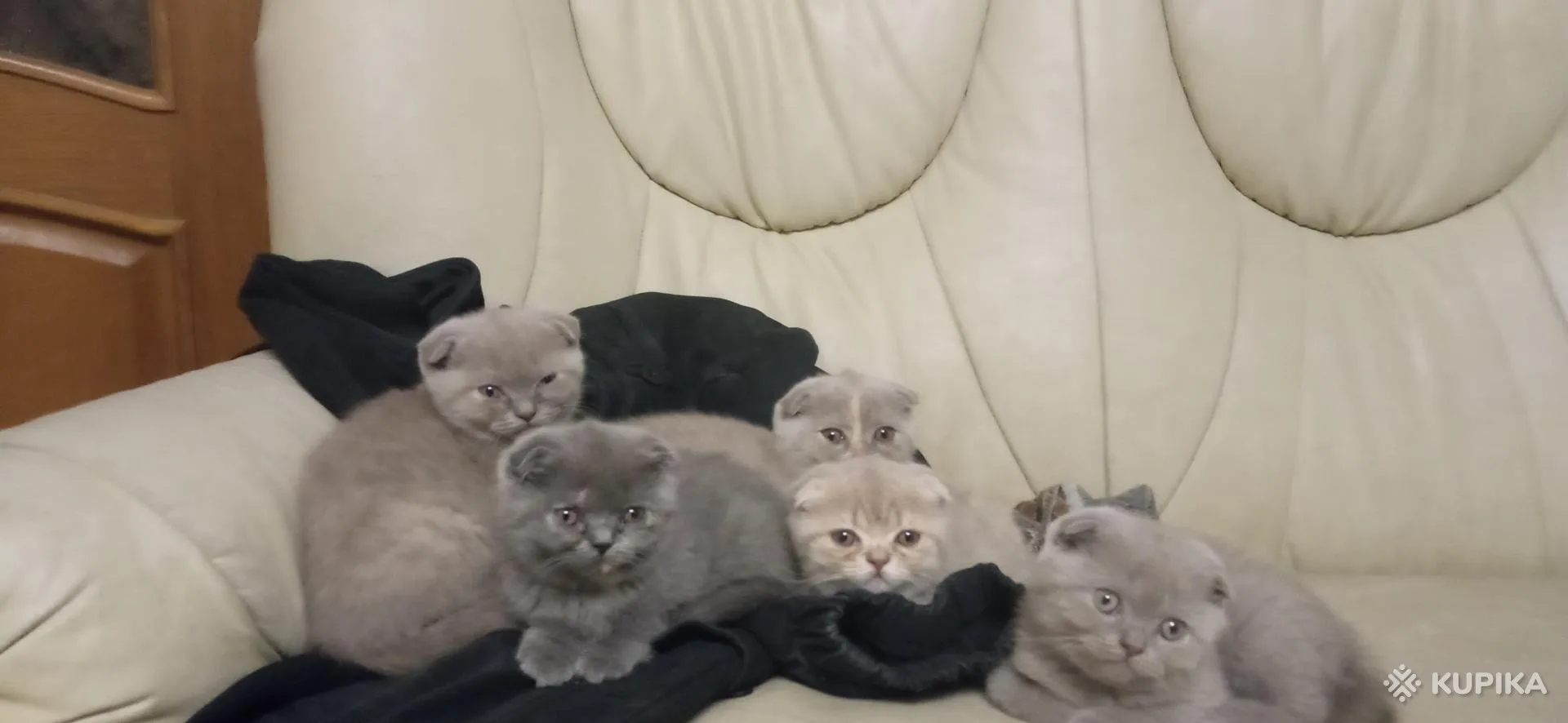 Шотландские вислоухие котята