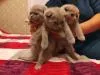 Шотландские вислоухие котята