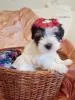 Элитный щенок Маркиз новой миниатюрной породы бивер йоркширский терьер.