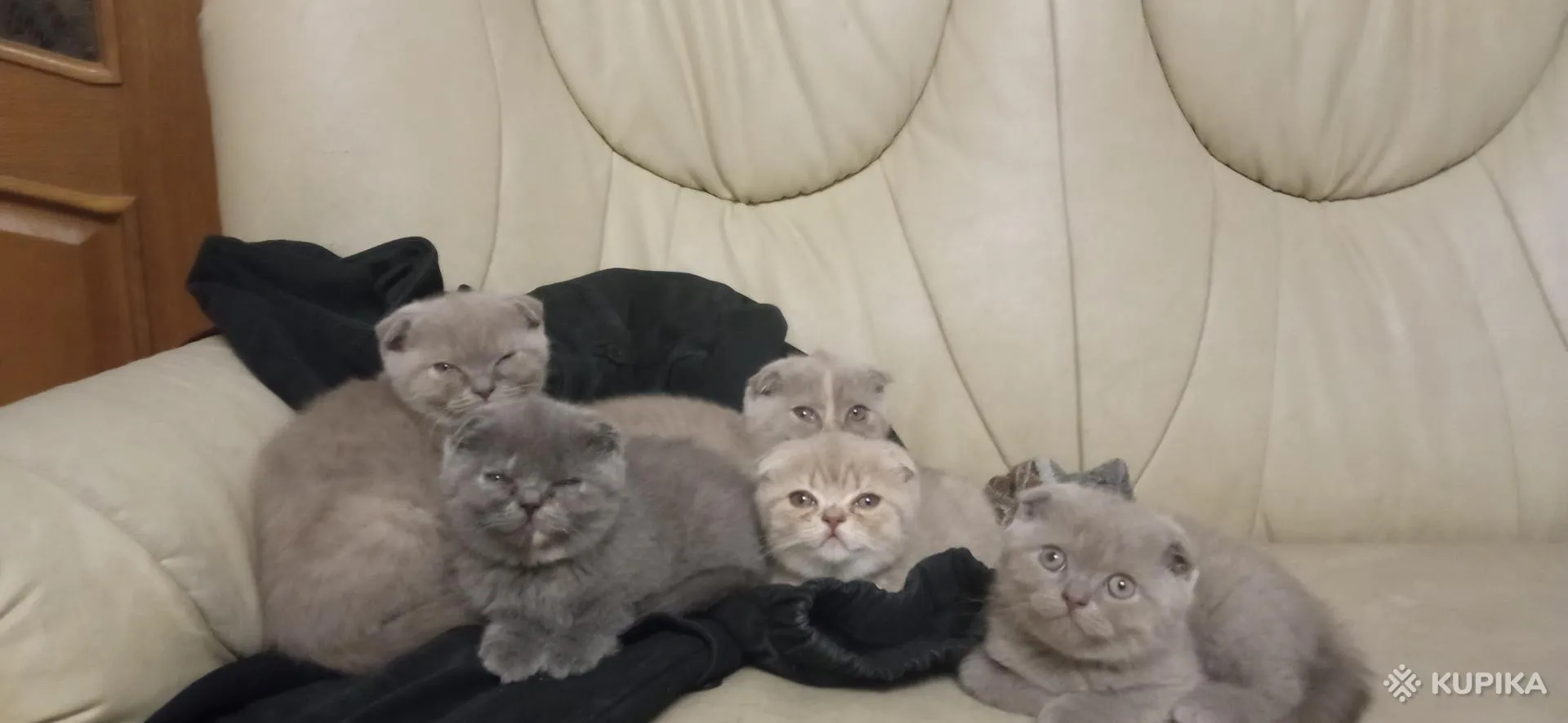 Шотландские вислоухие котята