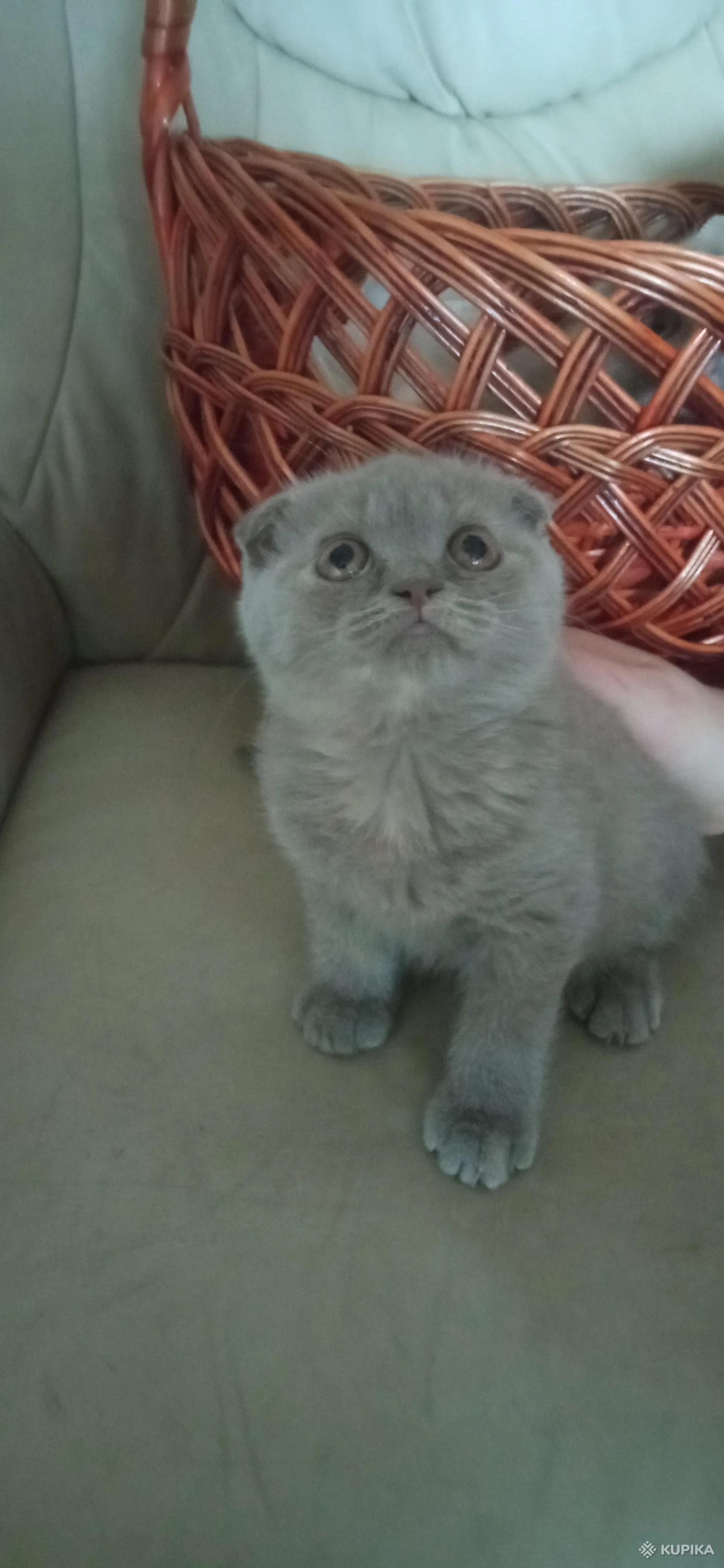 Шотландские вислоухие котята