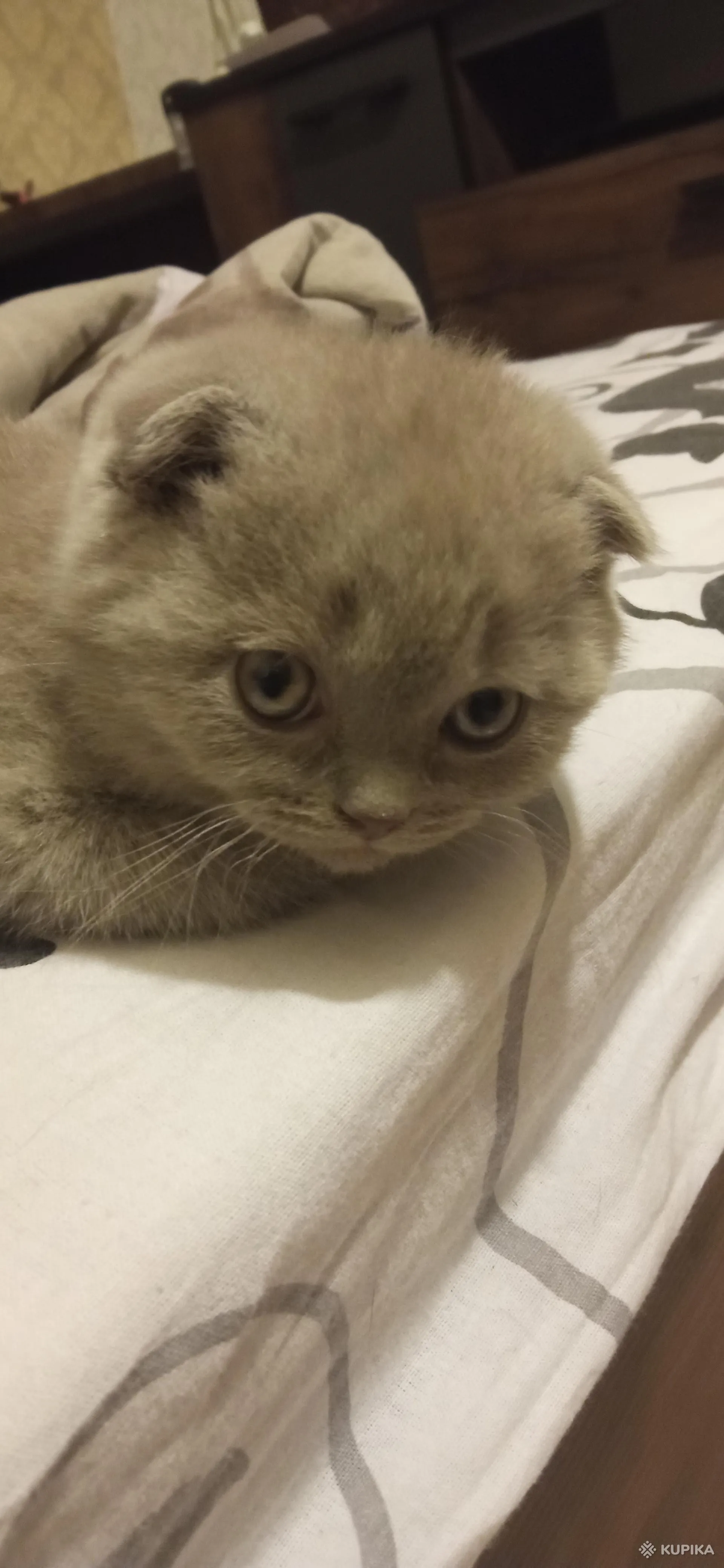 Шотландские вислоухие котята
