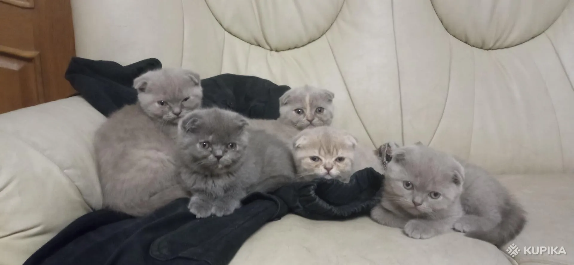 Шотландские вислоухие котята