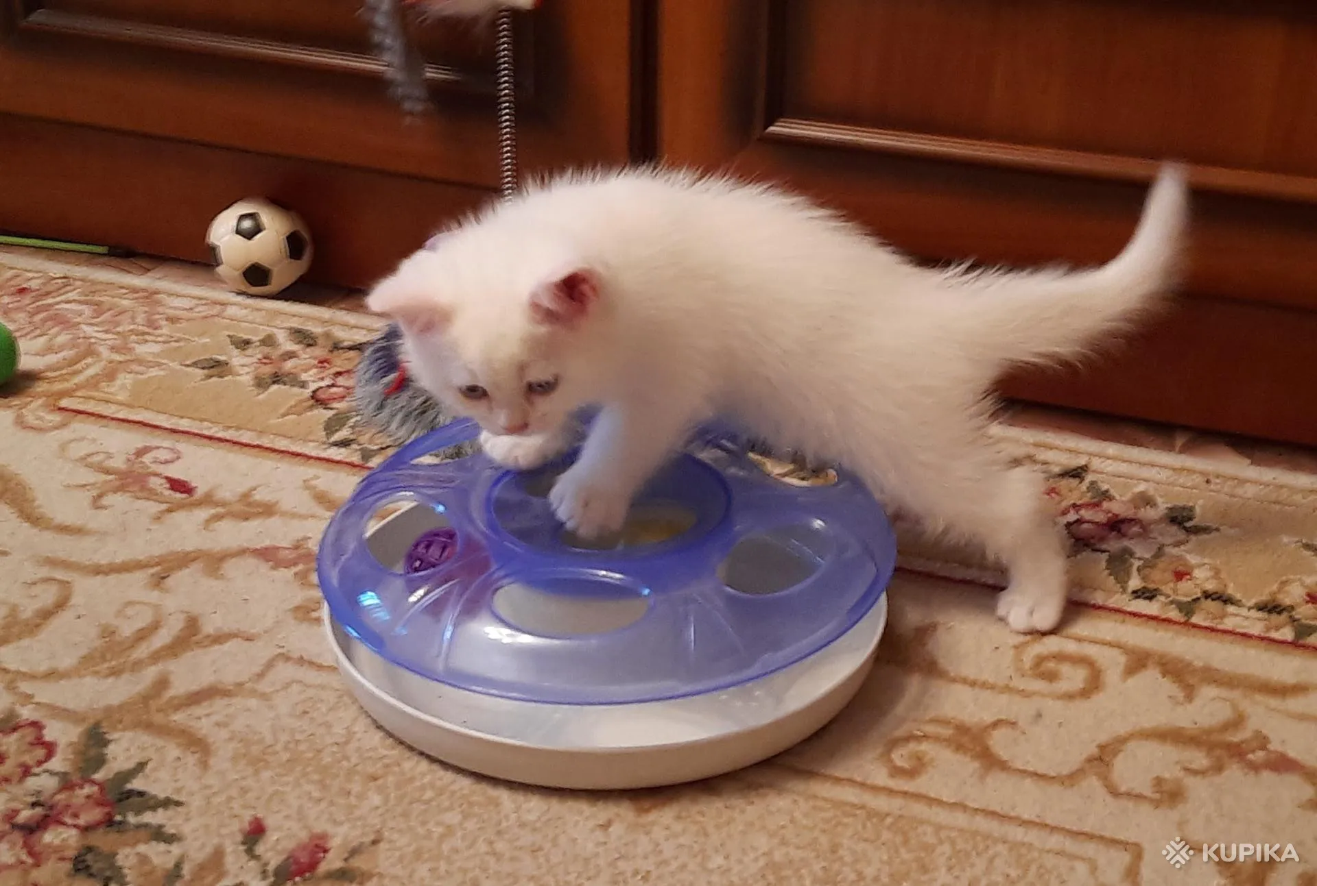 Продаются шотландские котята