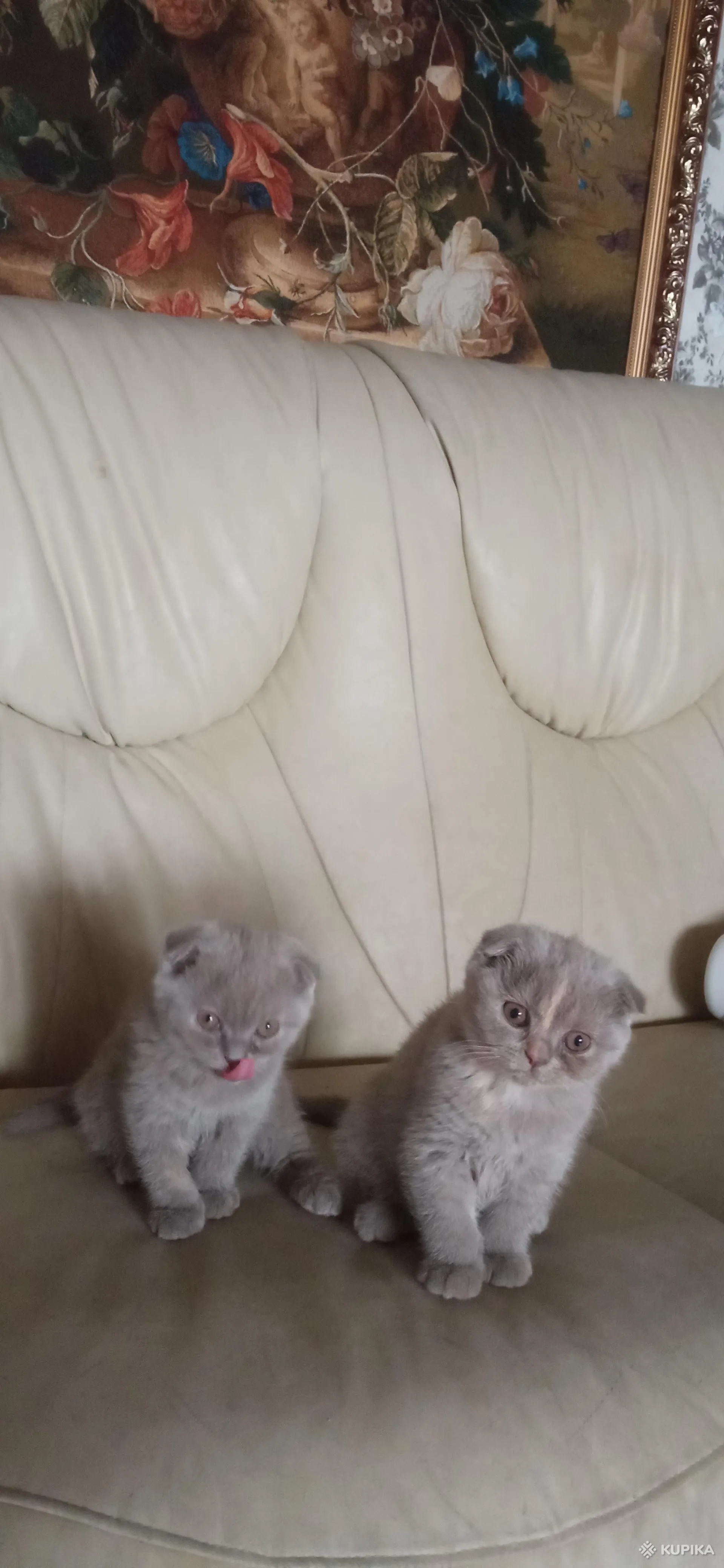 Шотландские вислоухие котята