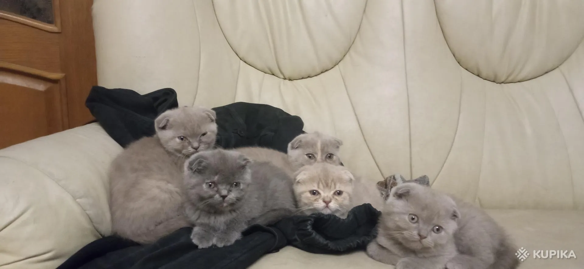 Шотландские вислоухие котята