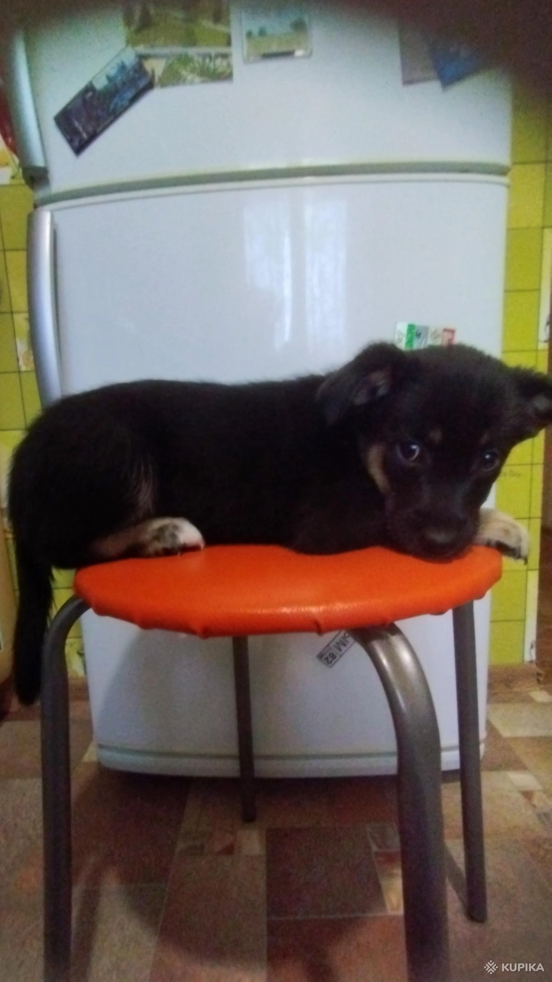 Щенок, девочка
