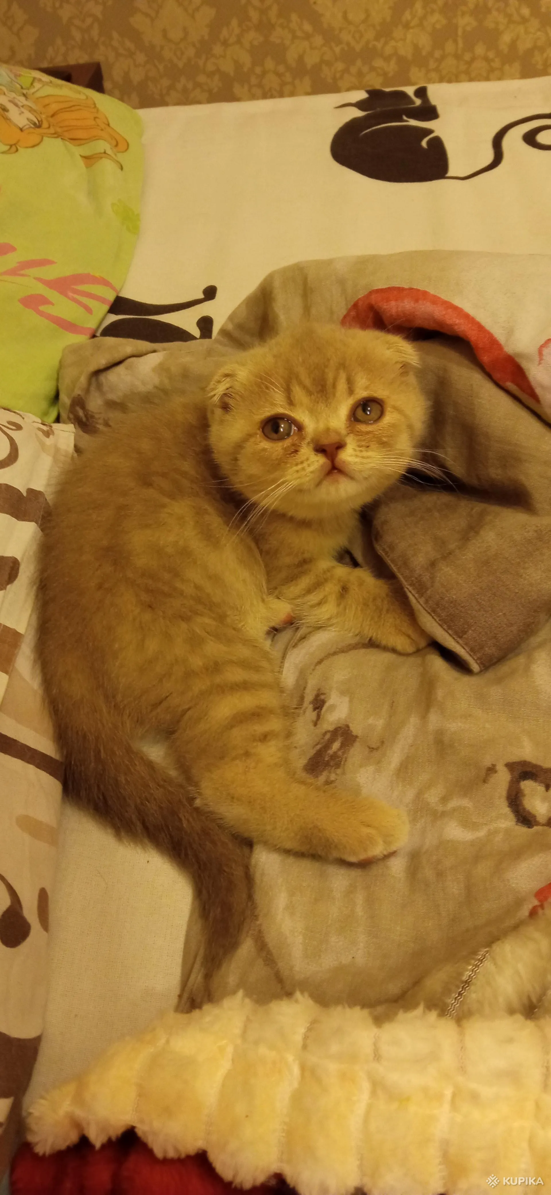 Шотландские вислоухие котята