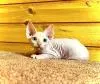 Канадский сфинкс котята-голенькие-с голубыми глазками
