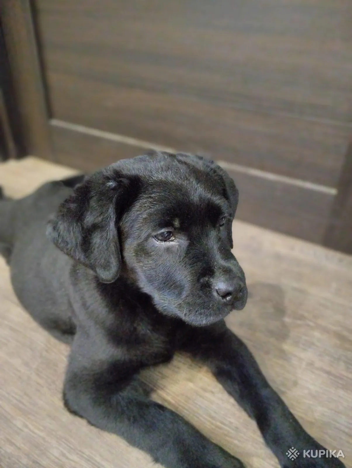 Щенки лабрадора от питомника MercuryPuppy