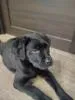 Щенки лабрадора от питомника MercuryPuppy