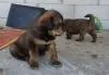 Продам щенков Тибетского мастифа