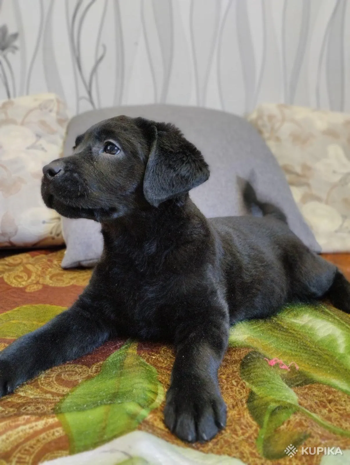 Щенки лабрадора от питомника MercuryPuppy