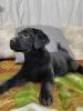 Щенки лабрадора от питомника MercuryPuppy