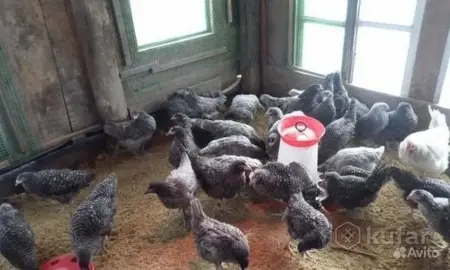 Молодые куры!!!