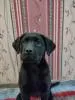 Щенки лабрадора от питомника MercuryPuppy