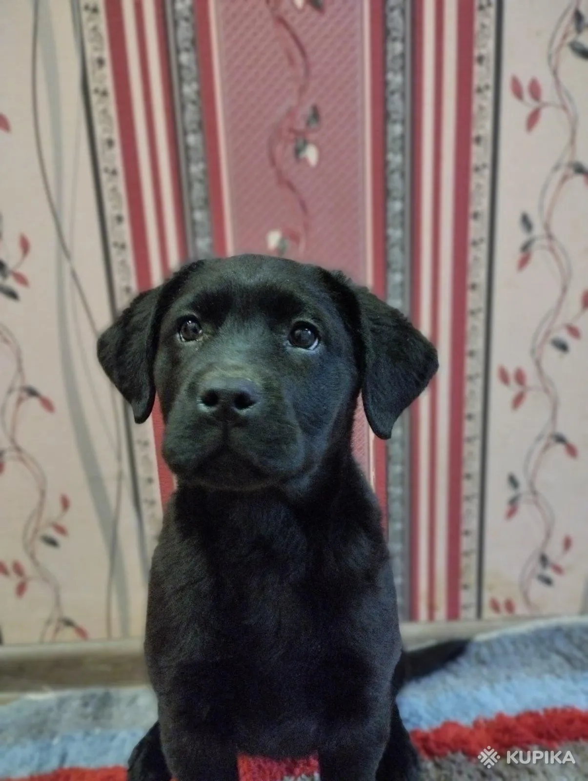Щенки лабрадора от питомника MercuryPuppy