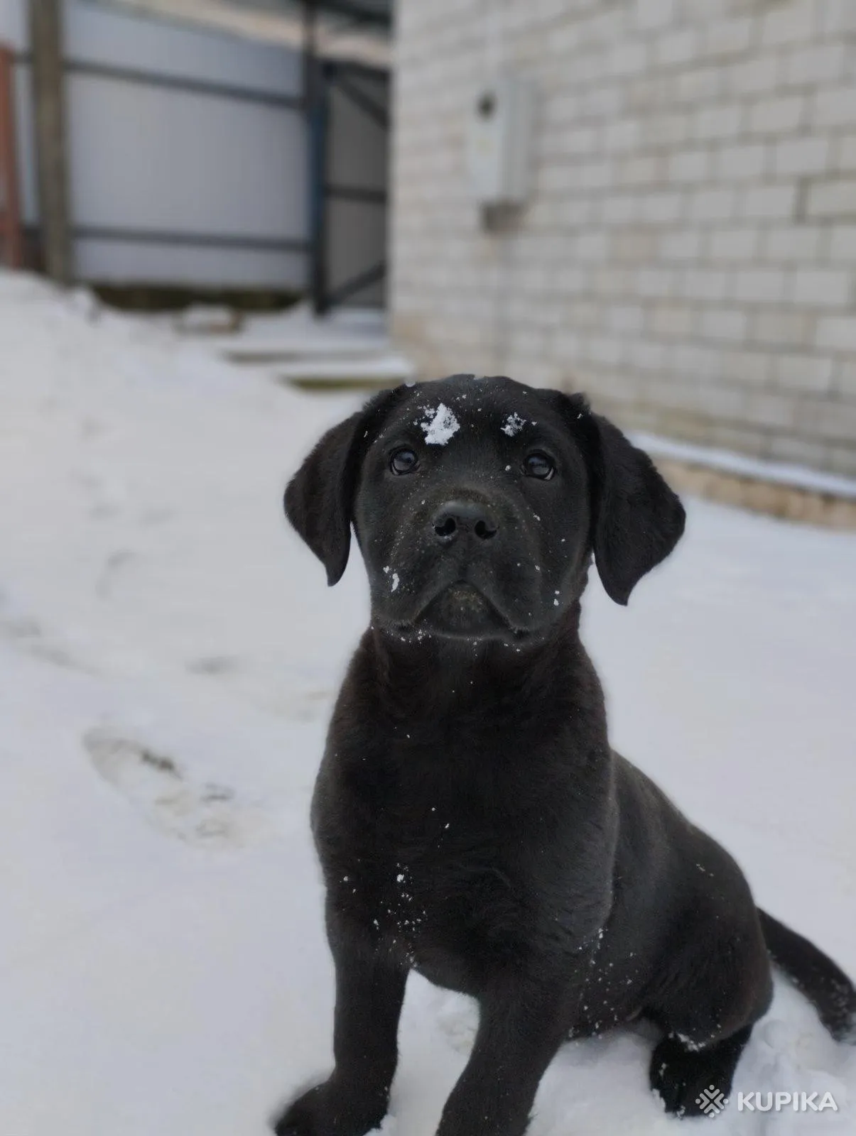 Щенки лабрадора от питомника MercuryPuppy